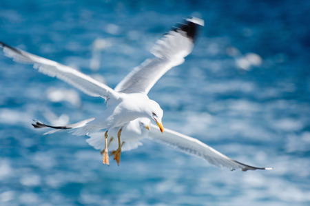 Pair of seaguls in flight. Shallow depth of field, focus set on first bird, wings in motion blur,...