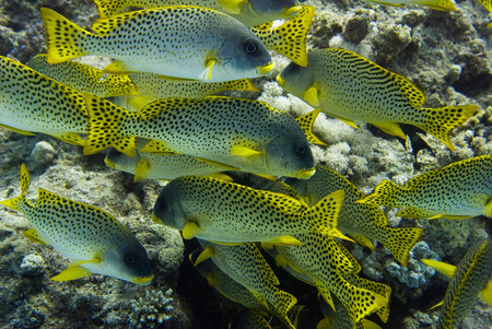 Blackspotted grunt shoal