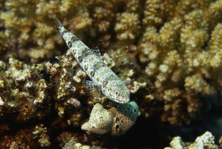 Lizardfish resting on the coral, shallow depth of field