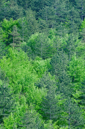 Fresh green forest, vertical background, deep focusの写真素材