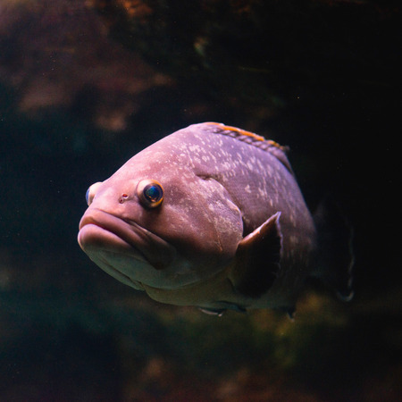 Dusky Grouper, Epinephelus marginatus