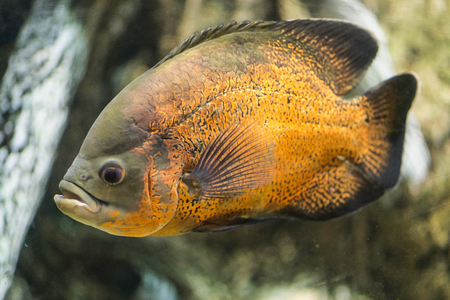 Pygocentrus piraya, large aggresive species of piranhaの写真素材