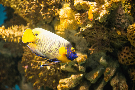 Yellow Mask Angelfishの写真素材