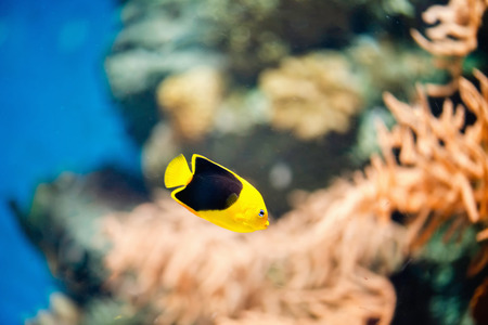 Rock beauty, Holacanthus tricolorの写真素材