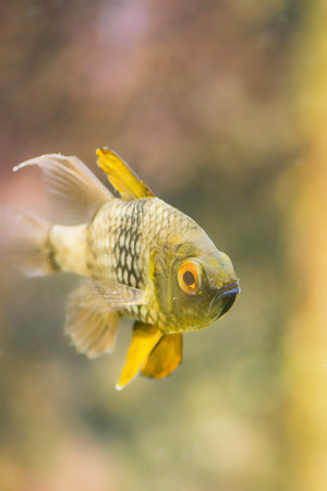 Close-up image of tropical freshwater fishの写真素材