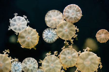 Jellyfish Polypsの写真素材