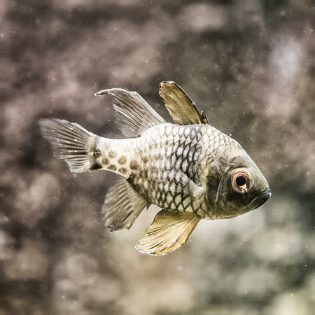 Depressive Fishの写真素材