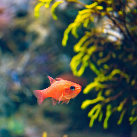 Cardinal Fish Apogon Imberbisの写真素材