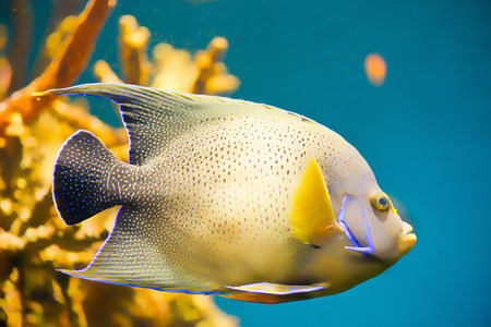 Angelfish