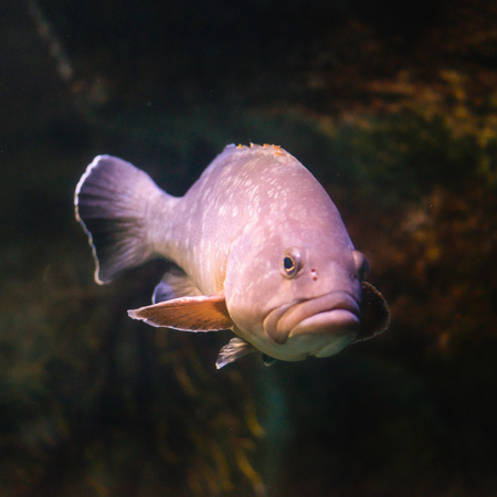 Dusky Grouper, Epinephelus marginatus