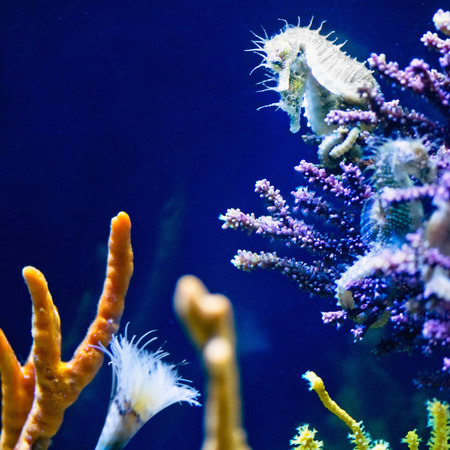 Seahorses in tropical aquariumの写真素材