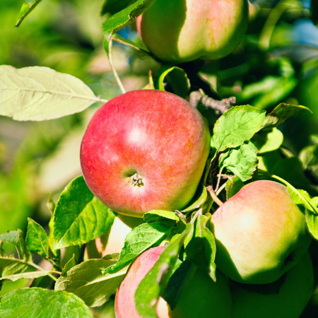 Jonathan apple varietyの写真素材