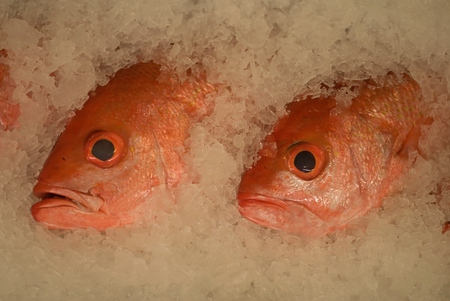 Fresh red snappers on ice