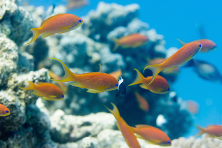 Colorful anthias fish with blurred coral backgroundの写真素材