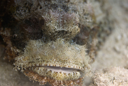 Face of a scorpionfish. Close-up, shallow depth of field.の写真素材