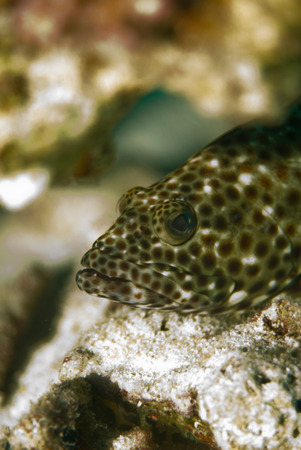 Portrait of a brownspotted grouper, shallow depth of field.