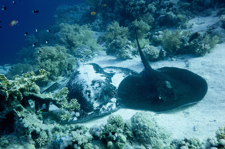 Rare image of male and larger female marbled stingrays, probably after mating. Photo taken at Red...