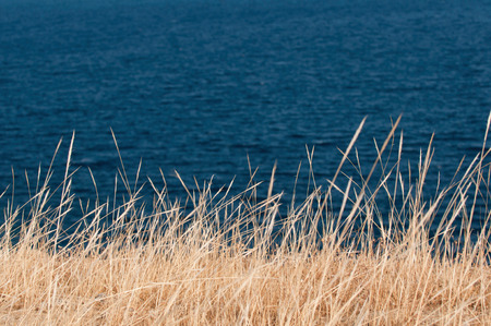 Background of highly contrasted dry grass against the sea. Shallow depth of field, polarizing filterの写真素材