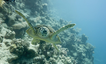 Green sea turtle swimmingの写真素材