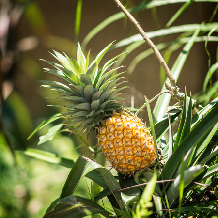 Pineapple plant with ripe fruit ready to be picked, detail from tropical organic farmの写真素材