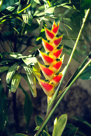 Heliconia Flowerの写真素材