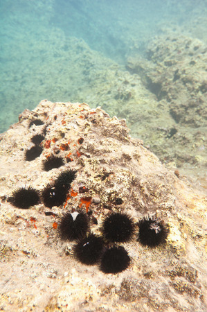 Sea urchins on rockの写真素材