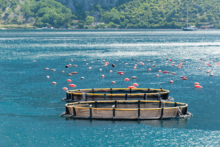 Small fish and mussel farmの写真素材