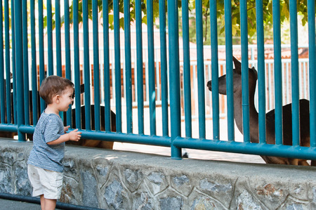 boy in the zooの写真素材