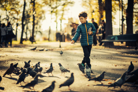 Cute boy in park, feeding pigeonsの写真素材