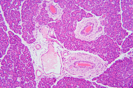 Pancreas section organic backgroundの写真素材
