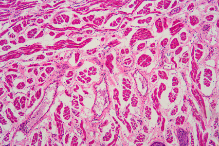 Human tongue longitudinal section organic backgroundの写真素材
