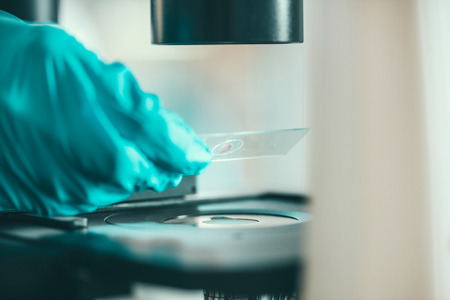 Scientific research, placing sample under the microscopeの写真素材