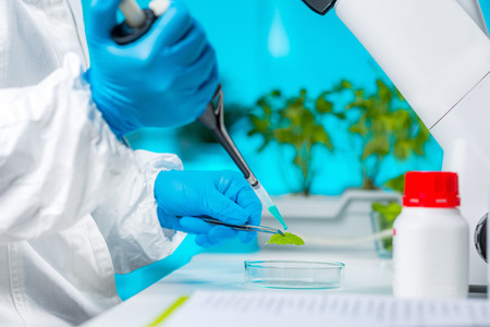 Biologist Examining Samples. Plant genetics