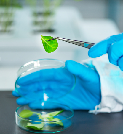 Lab Technician. Plant Biologyの写真素材