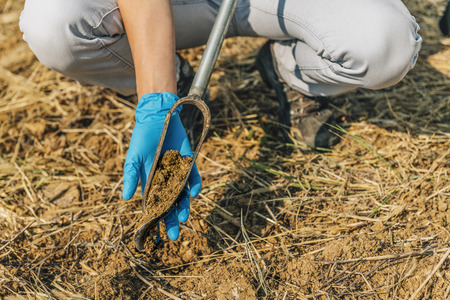 Soil Sampling. Female agronomist taking sample with soil probe sampler. Environmental protection, organic soil certification, researchの写真素材