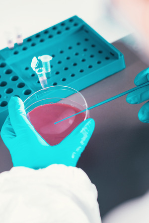 Microbiology, working with petri dishesの写真素材