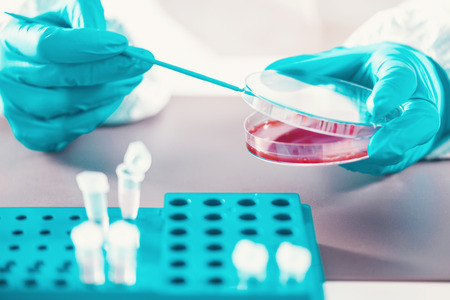 Microbiology, working with petri dishesの写真素材