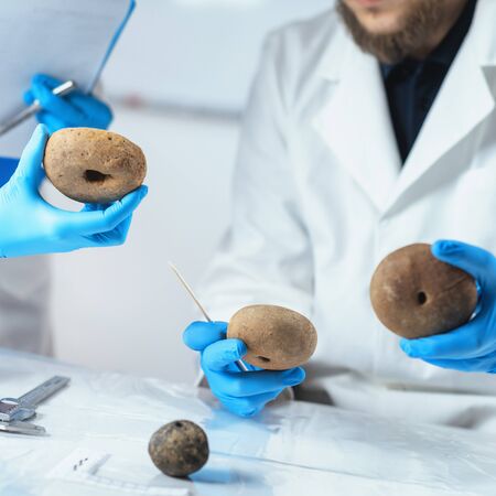Archaeologist analyzing ancient artifacts, loom weight or fishing net weight.の写真素材