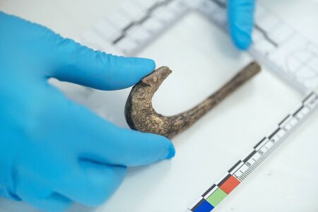 Young archaeologist measuring ancient hook with straightedge in archeology lab.