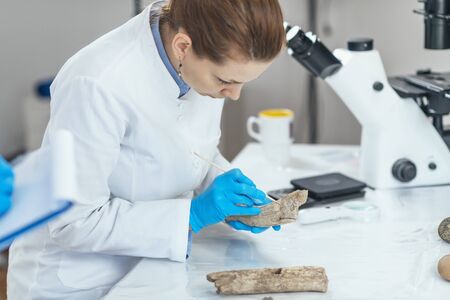 Young female archaeology researcher in laboratory analyzing ancient antler tool.の写真素材