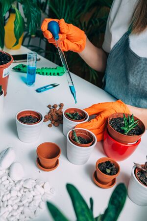 Table with Potted Plants at Homeの写真素材