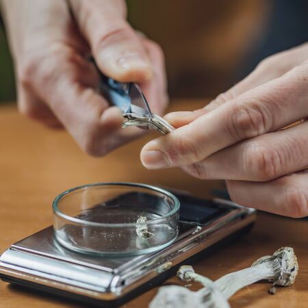 Micro Dosing Alternative Therapy. Cutting Magic Mushroom and Making Daily Doses