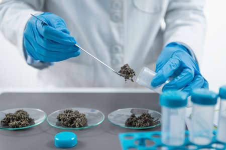 Pesticide Testing. Laboratory inspection of Organic Farming Samplesの写真素材