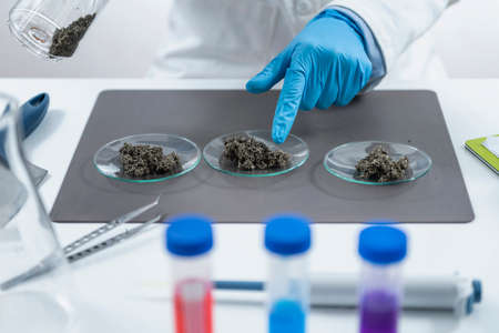Organic Certification Process in Laboratory.  Sample Preparation for Pesticide Testing in Laboratory