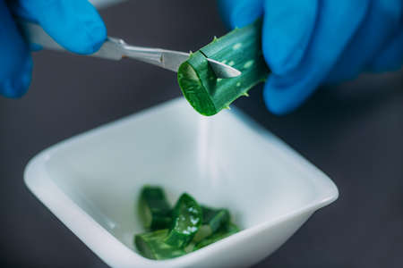 Pharmacist Cutting Aloe for Beauty Creamの写真素材