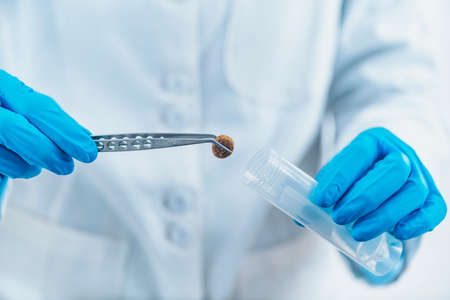 Pet Food Quality Control. Sample Preparation of Dry Dog Food for Testing in Laboratoryの写真素材