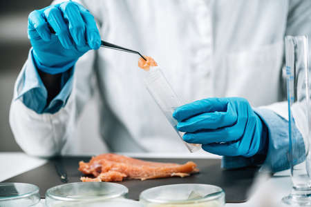 Food Safety Inspection of Raw Chicken Meat in a Laboratory. Quality control expert separating sample...