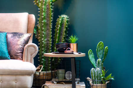 Modern Armchair in the Room with Cactusesの写真素材