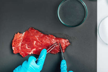 Food quality control of red meat. Quality control inspector analyzing a beef sample in a laboratory.の写真素材