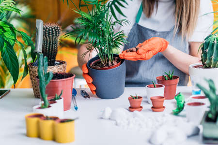 Woman Planting Flowers at Home, Indoor Gardening Conceptの写真素材